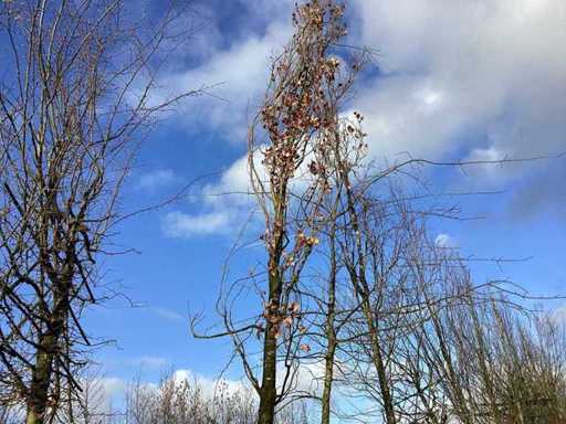 Pyramidale Eik - Vormboom