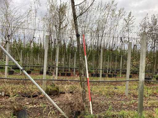 Buk orientalny - Parkboom