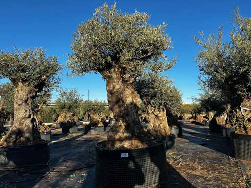 Olive tree in basket Specimen