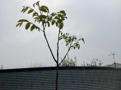 Sierboom - Noten (x1)