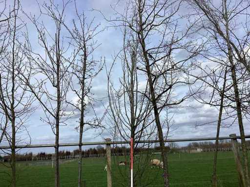 Haagbeuk - Vormbomen