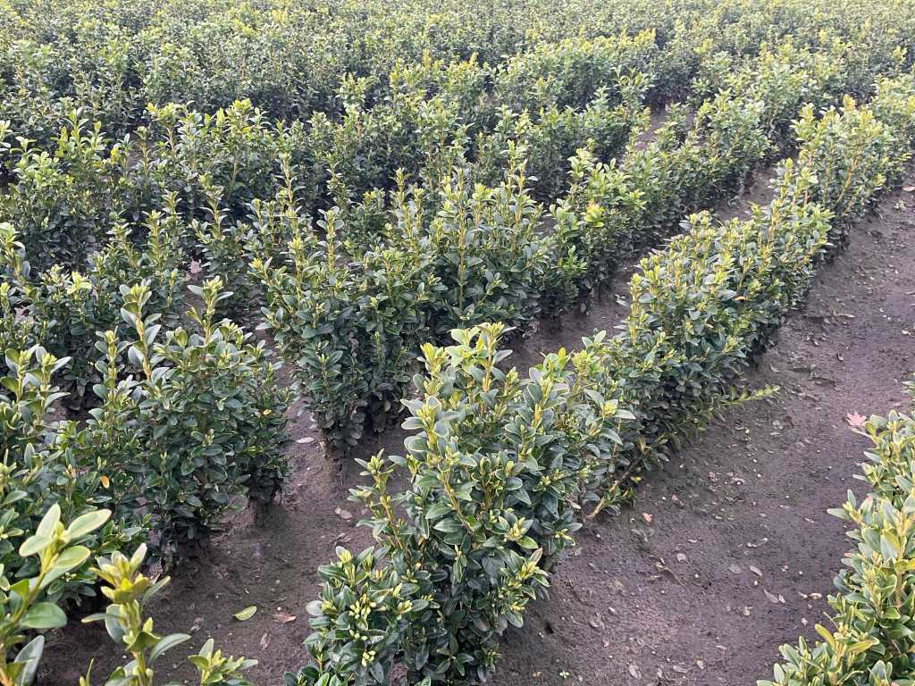 Buxus 30-50 Perenne (500x)