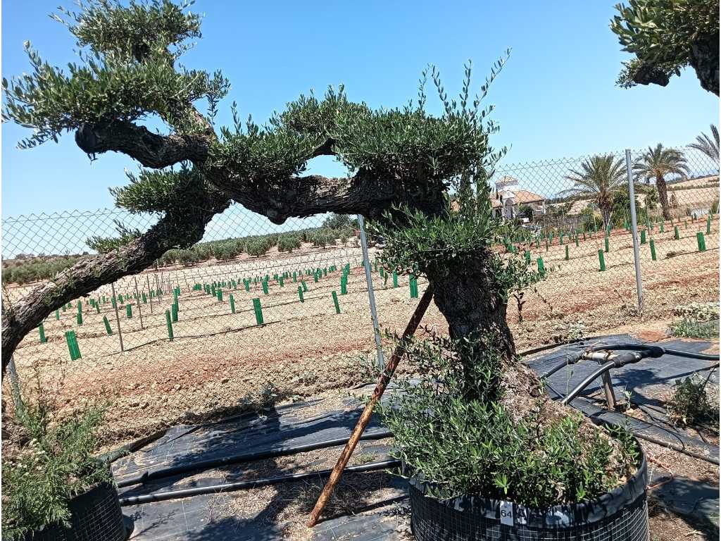 Eeuwenoude olijfboom Pom Pom Extra Specimen