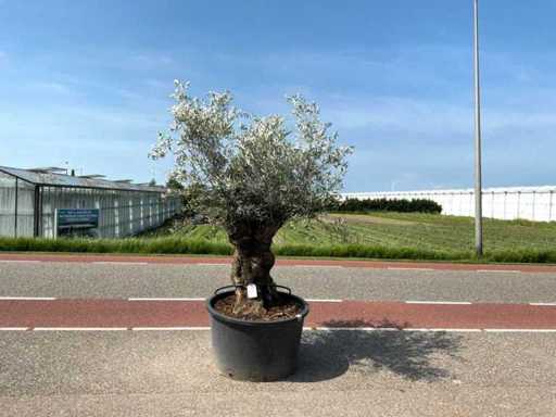 Olivier (Olea Europaea Lessini)