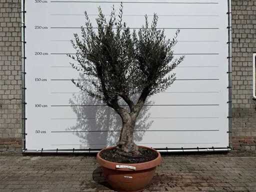Olivenbaum Alte Verzweigung – Olea Europaea – Höhe ca. 240 cm