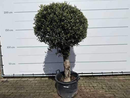 Olive tree spherical L - Olea Europaea - height approx. 200 cm 
