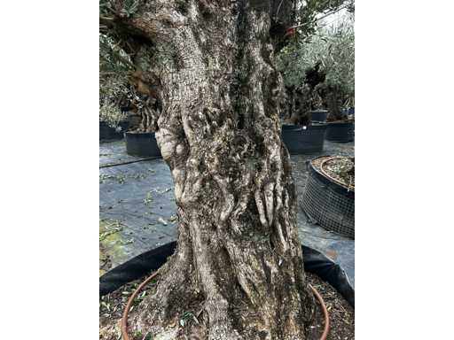  OLEA EUROPEA SECOLARE  