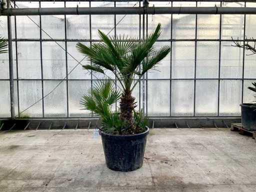 Palma a più steli (Chamaerops Humilis)
