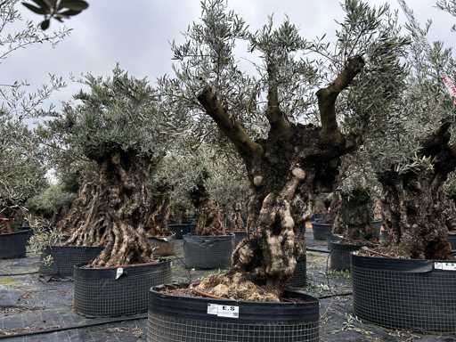  OLEA EUROPEA SECOLARE  