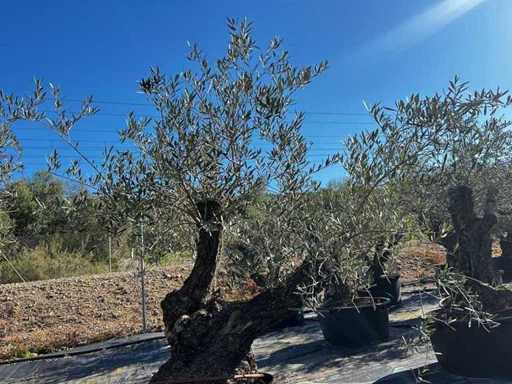 Jahrhundertealter Olivenbaum im Korb
