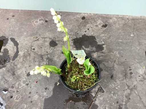 Lily of the Valley (50x)