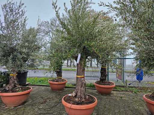 Exklusiver Olivenbaum Olea europaea - 110 Jahre alt - 300 cm