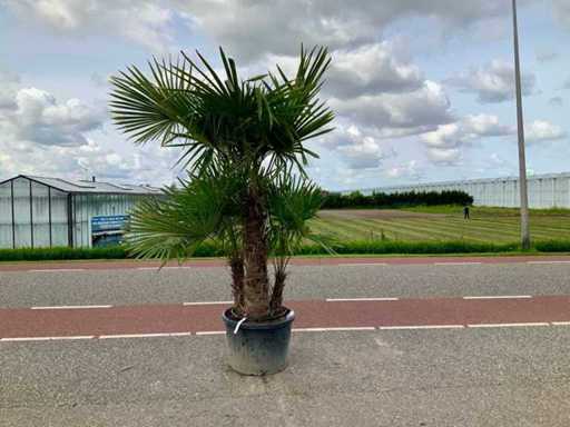 Podwójny pień palmy (Trachycarpus Fortunei)