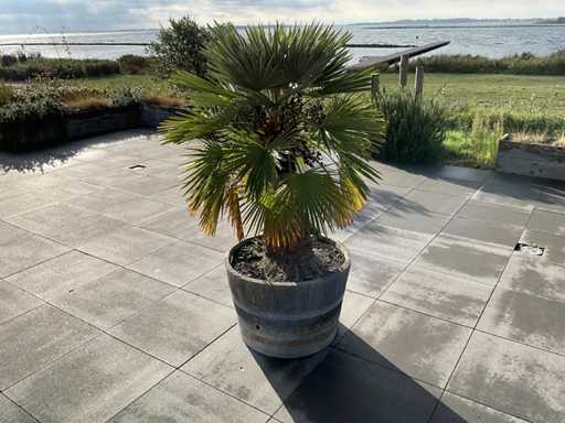 Pflanzgefäß mit Pflanze