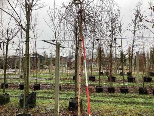 Brzoza czerwonolistna – drzewo topiary