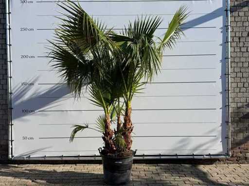 Palma a ventaglio messicana a più steli - Washingtonia Robusta - altezza circa 230 cm
