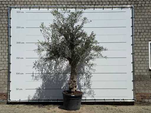 Olive tree Granoli Hojiblanca - Olea Europaea - approx. 60 years old - height approx. 270 cm
