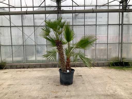 Amestec de palmieri (Chamaerops Humilis și Washingtonia Robusta)