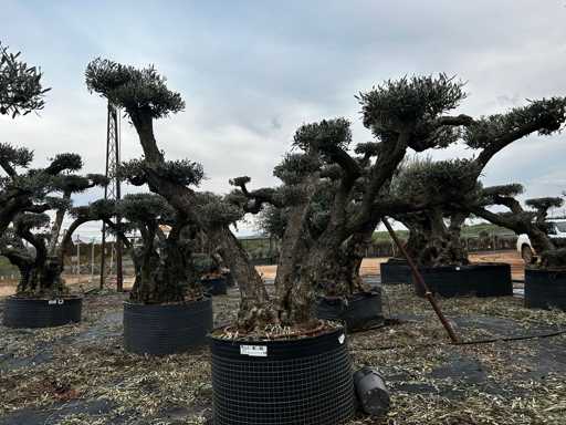  OLEA EUROPEA POM POM SECOLARE  
