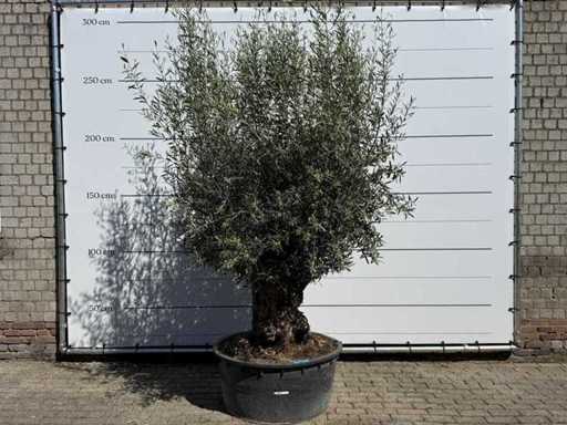 Olijfboom bonsai - Olea Europaea - ca. 75 jaar oud - hoogte ca. 250 cm
