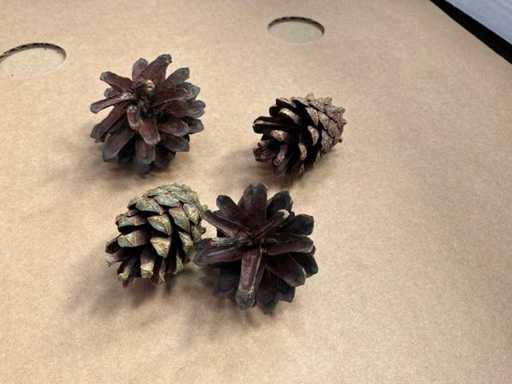 Lot de conuri de pin