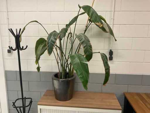 Plantes en pot
