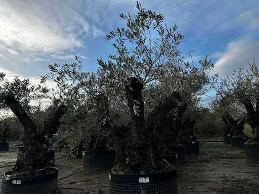 Centuries-old olive tree in basket