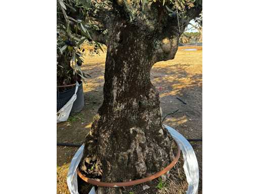  OLEA EUROPEA SECOLARE  
