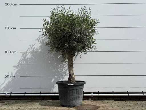 Olive tree spherical - Olea Europaea - approx. 40 years old - height approx. 180 cm