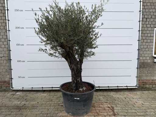 Olijfboom Old Skin - Olea Europaea - 100 jaar oud - hoogte ca. 220 cm