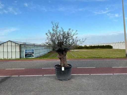 Drzewo oliwne (Olea europaea lessini)