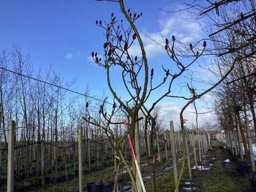 Fluweelboom - Vormboom