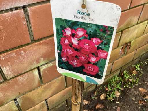 Assortiment stammen - Roos - Salix - Photinia (x30)