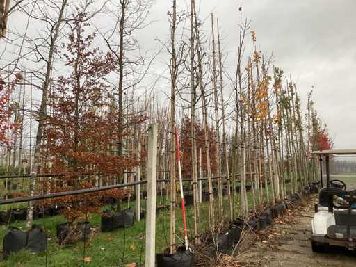 G?óg – drzewo parkowe (2x)