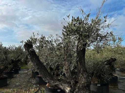 Hundertjährige Olivenbäume – Olea Europea