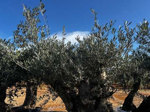  OLEA EUROPEA SECOLARE  