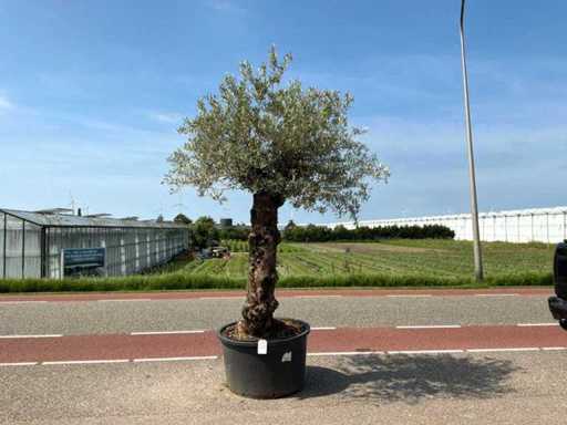 Olivier (Olea Europaea Lessini)