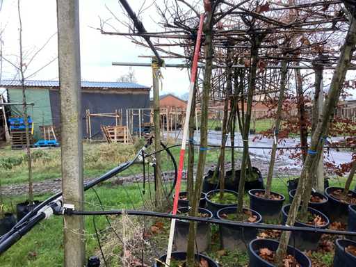 Platan – Espalier (2x)