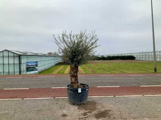 Olijfboom (Olea Europaea Lessini)