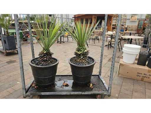 Set exclusiv: 2x Yucca Rigida în ghivece ceramice nobile - Hardy