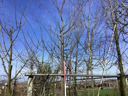 Tibetaanse Sierkers - Sierboom