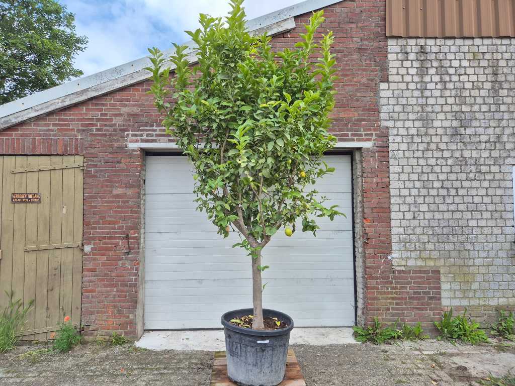 Drzewo cytrynowe - Citrus Limon - wysokość ok. 350 cm