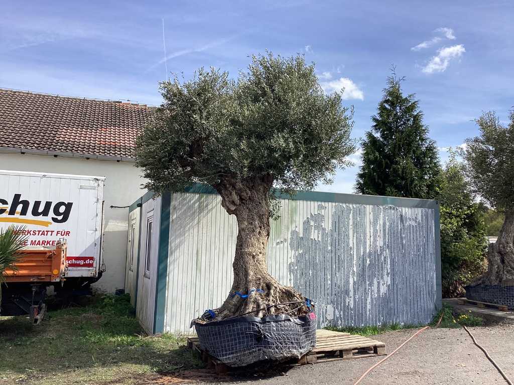 XL Olive Tree (300 de ani, rezistent)