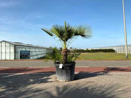 Palmen-Mehrstämmige (Chamaerops Humilis)