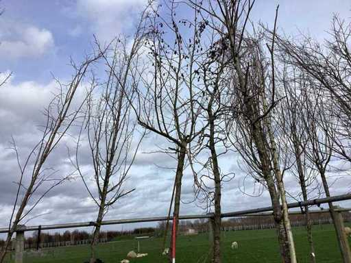 Sweet gum - Roof tree