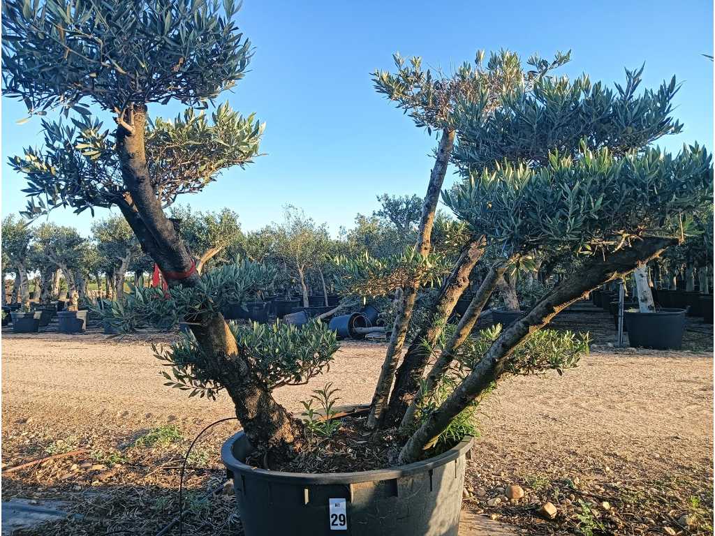 Centuries-old Olive Tree Bonsai Pon Pon