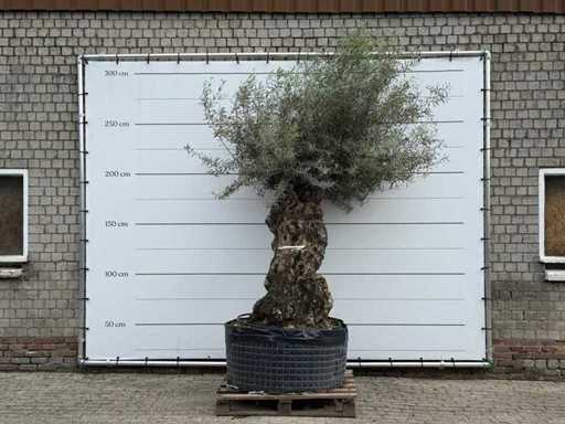 Olijfboom Bonsai XL - Olea Europaea - ca. 150 jaar oud - hoogte ca. 300 cm