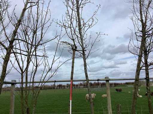 Boles maple - Topiary tree