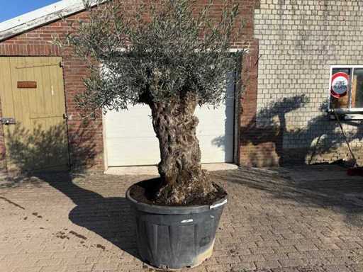 Olive tree Bonsai - Olea Europaea - 50 years old - Height approx. 250 cm 