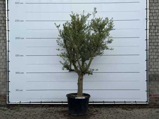 Olive tree Smooth trunk branched - Olea Europaea - approx. 40 years old - height approx. 250 cm
